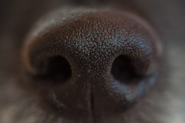 黑狗的鼻子特写图片下载