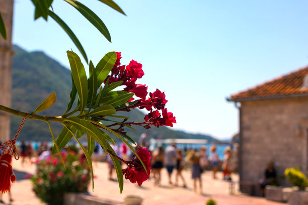 的背景图片。背景是模糊的游客景观，一座古老的建筑，群山和蓝天。前景是一朵美丽的花，黑山图片下载