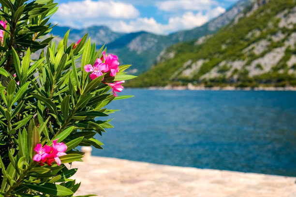 的背景图片。背景是模糊的游客景观，一座古老的建筑，群山和蓝天。前景是一朵美丽的花，黑山图片下载