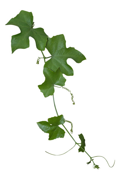 在白色背景上孤立的藤类植物。剪切路径图片下载