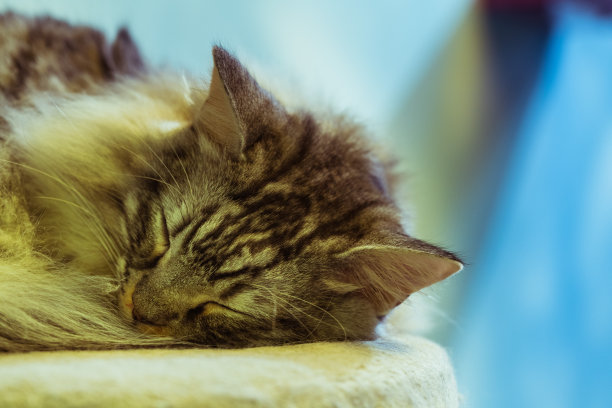 一只小猫咪的照片。猫正在睡觉和放松图片下载