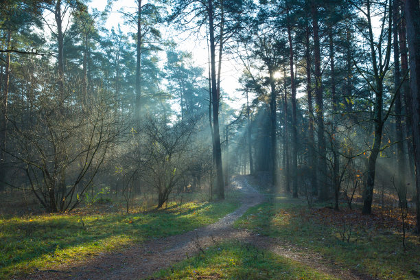 城市里加,拉脱维亚。清晨在树林里。烟雾和阳光。2018年旅游照片。图片下载