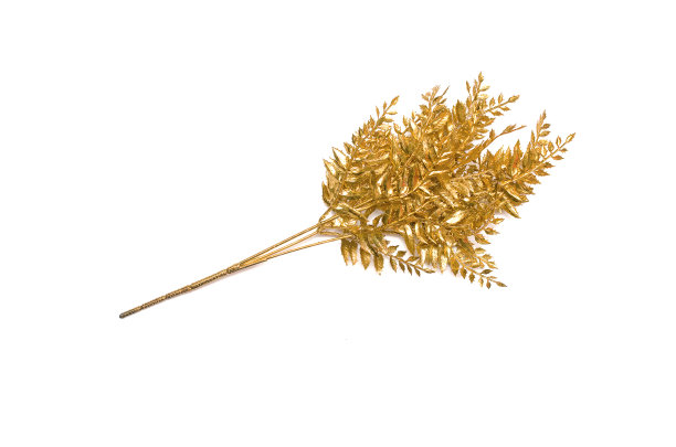 树枝。图片下载