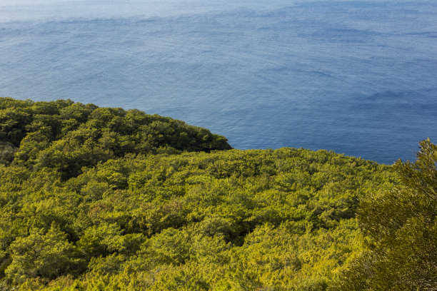 极简主义的照片，森林和海洋图片下载