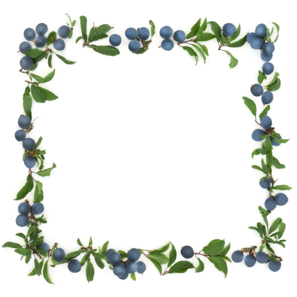 黑刺李贝里边境图片下载