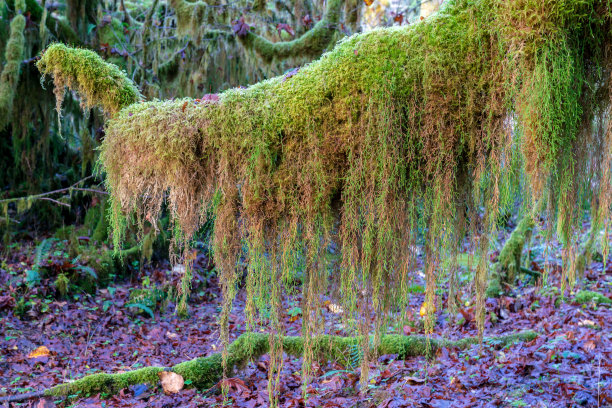 奥运会的热带雨林图片下载