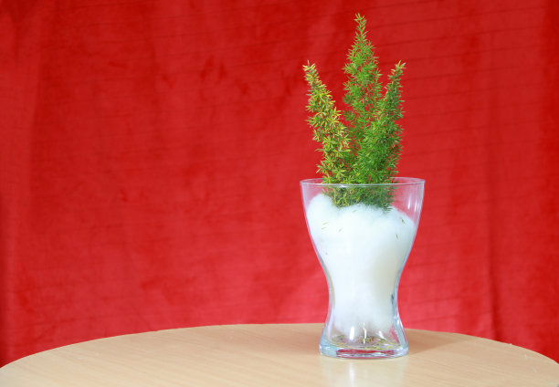 三棵迷你圣诞树在白色的卡波克(雪的象征)在玻璃罐上与红色的背景木桌子。图片下载