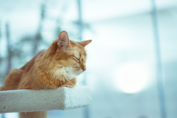 一只小猫咪的照片。猫正在睡觉和放松图片下载