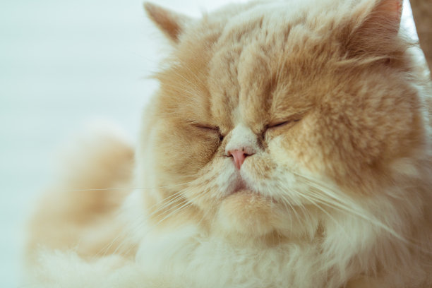 一只小猫咪的照片。猫正在睡觉和放松图片下载