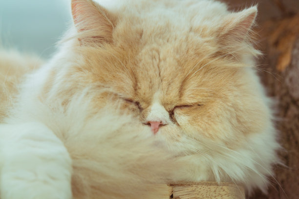 一只小猫咪的照片。猫正在睡觉和放松图片下载