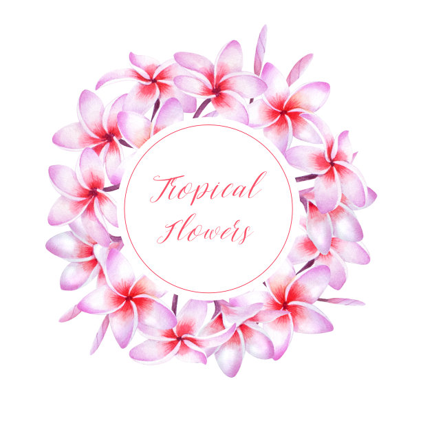 热带鸡蛋花属植物的花环。图片下载