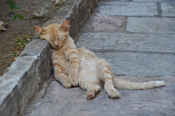 小猫在科托尔的马路上睡觉图片下载