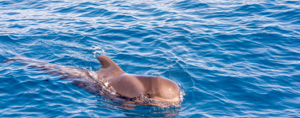大领航鲸在大西洋特内里费海岸外的全景图图片下载