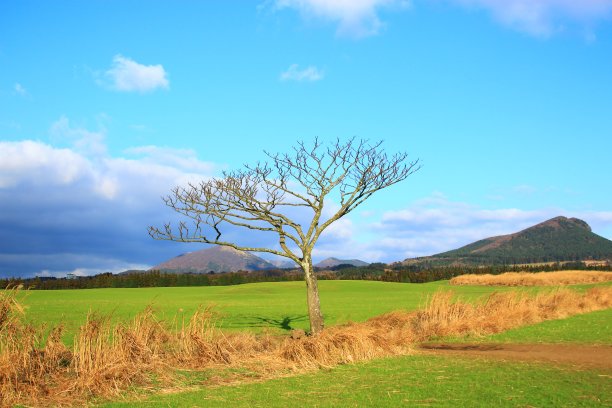 独木，农村，树，雪，火，山，鸟草图片下载