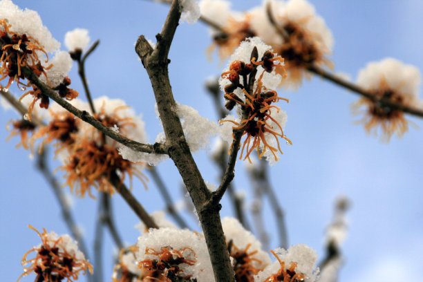 日语金缕梅图片下载