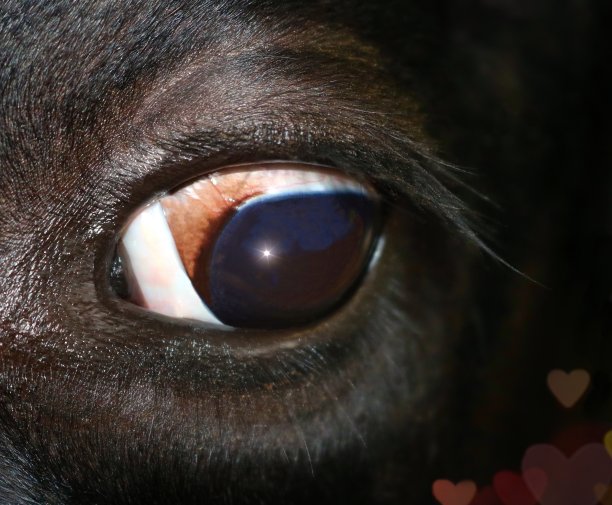 荷斯坦牛眼睛的特写，闪烁着光芒图片下载