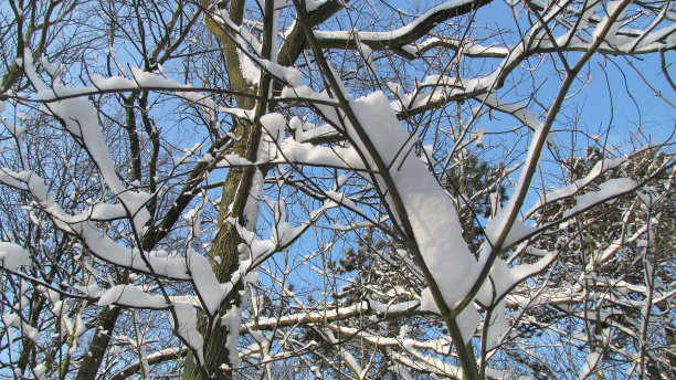 树上有雪和冰图片下载