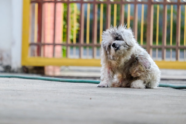 肮脏的白狗图片下载