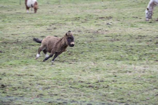 Runnying毛驴图片下载