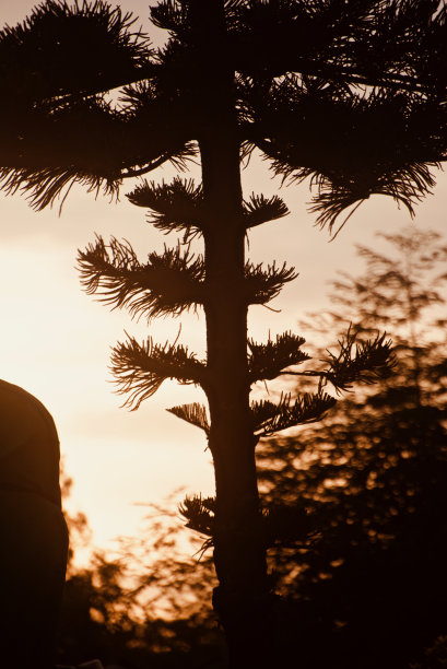 剪影圣诞树叶的独特照片图片下载