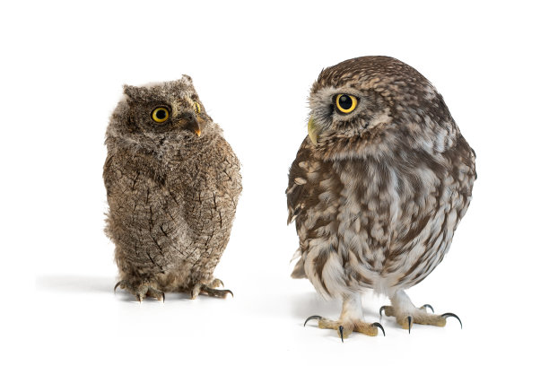 小猫头鹰(雅典夜鹰)和欧洲猫头鹰(Otus scops)站在白色的背景图片下载