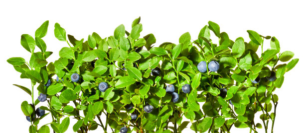 白色背景上有成熟果实的蓝莓丛。图片下载