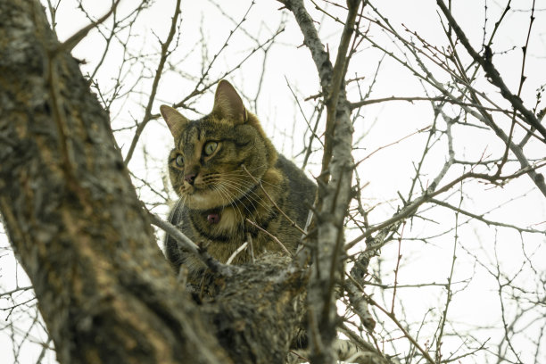 深秋时节，猫坐在院子里的树枝上图片下载