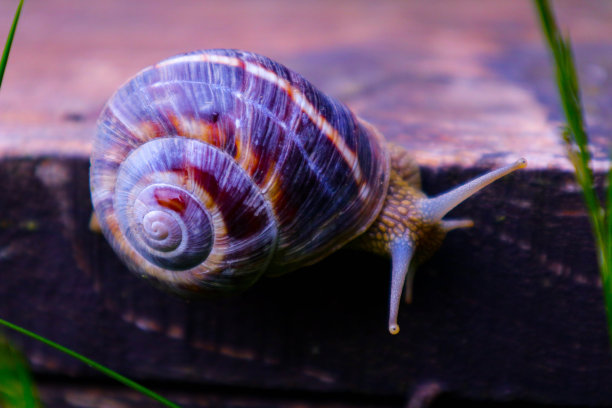 这张照片描绘的是一只有着螺旋壳的野生可爱的大蜗牛。花园中惊人的螺旋，在木质纹理上爬行。马可，近景。图片下载