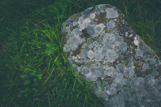 五颜六色的绿苔大石头。照片描绘了一个明亮的浓密地衣在一个古老的灰色石头在神秘的森林。宏观，近景，俯视图。自然背景纹理。绿色的草。图片下载