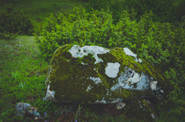 五颜六色的绿苔大石头。照片描绘了一个明亮的浓密地衣在一个古老的灰色石头在神秘的森林。宏观，近景，俯视图。自然背景纹理。图片下载