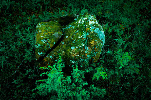 五颜六色的绿苔大石头。照片描绘了一个明亮的浓密地衣在一个古老的灰色石头在神秘的森林。宏观，近景，俯视图。自然背景纹理。绿色的草。图片下载