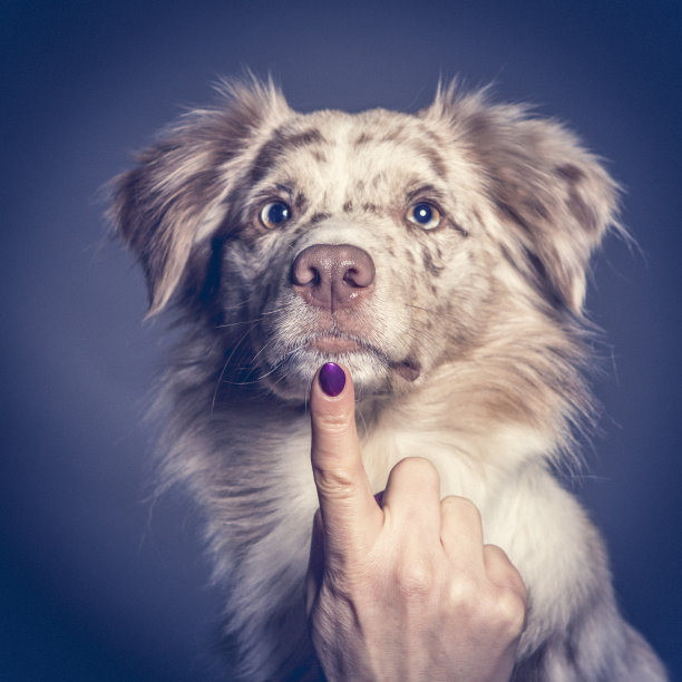 女人的手和有罪的狗(澳大利亚牧羊犬)，手指在鼻子。图片下载