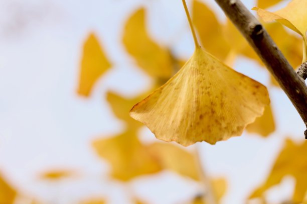 银杏图片下载