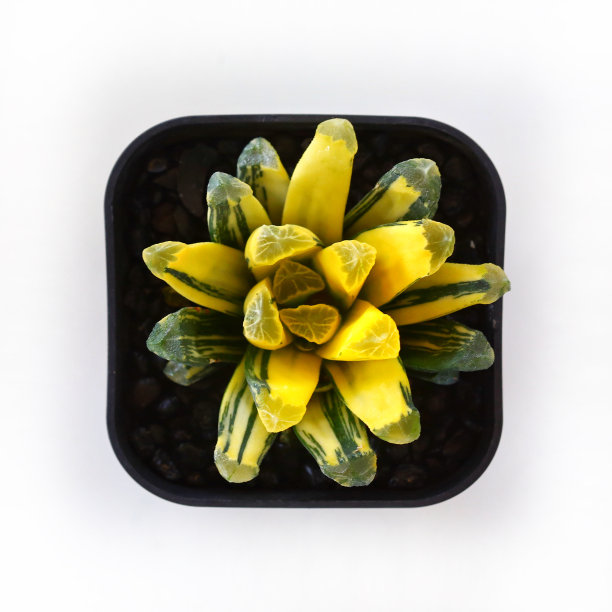 哈沃莎的静物摄影，白色背景上的仙人掌，多肉的盆栽植物用于室内装饰，在工作室拍摄，选择性聚焦和自由空间的文本。公园及花园概念图片下载