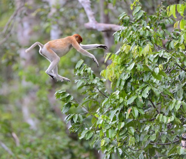跳长鼻猴图片下载