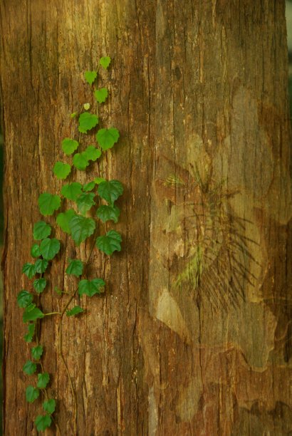 柏拉图和常春藤的和谐图片下载