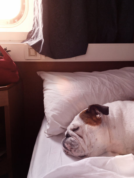 客船客舱床上的狗图片下载