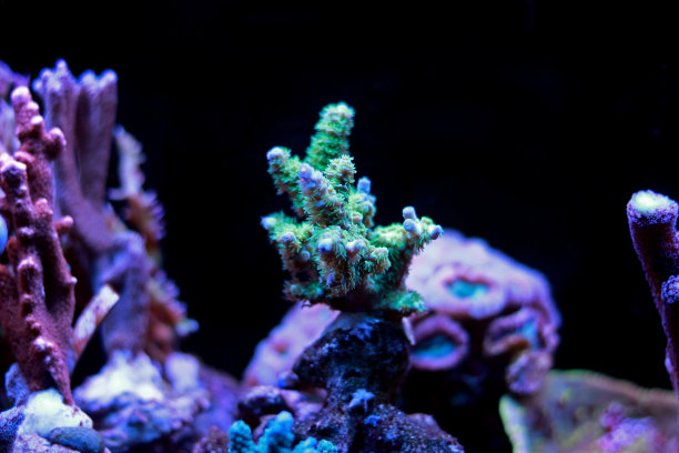 绿色Acropora SPS珊瑚图片下载