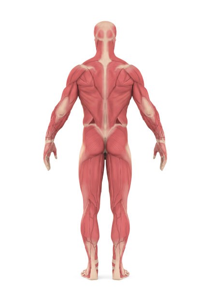 男性肌肉系统分离图片下载