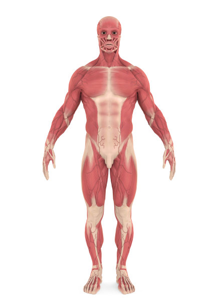 男性肌肉系统分离图片下载