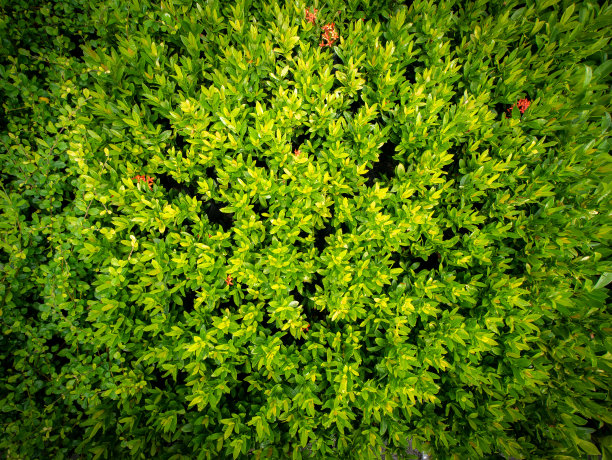 红色西印度茉莉花盛开图片下载