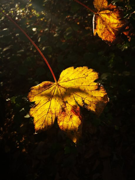 秋天的影子图片下载