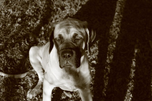 獒- 5个月图片下载