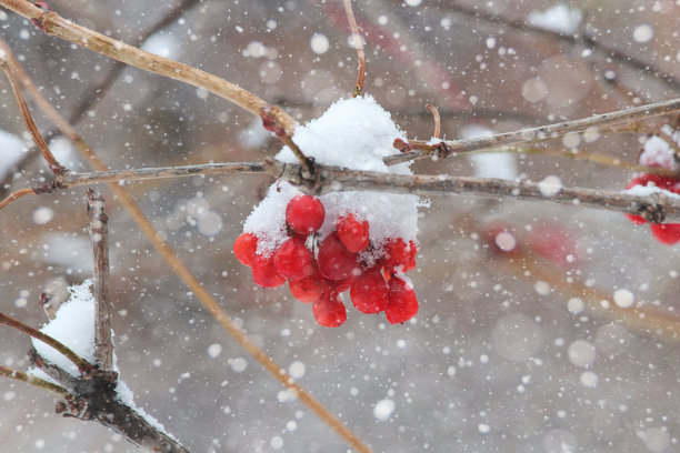雪地里的红色浆果或荚蒾冬季景观初雪素材图片