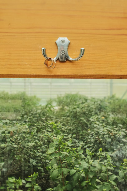 结婚戒指挂在衣架的绿色背景上图片下载