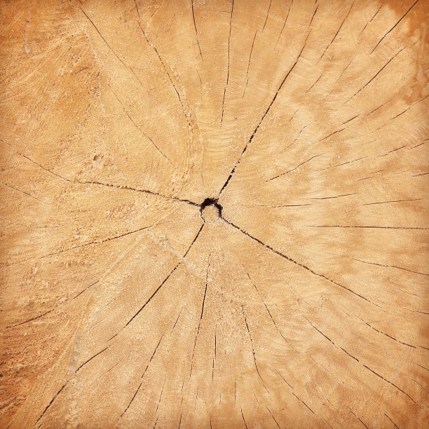 近距离观察砍下的树干的木质纹理图片下载