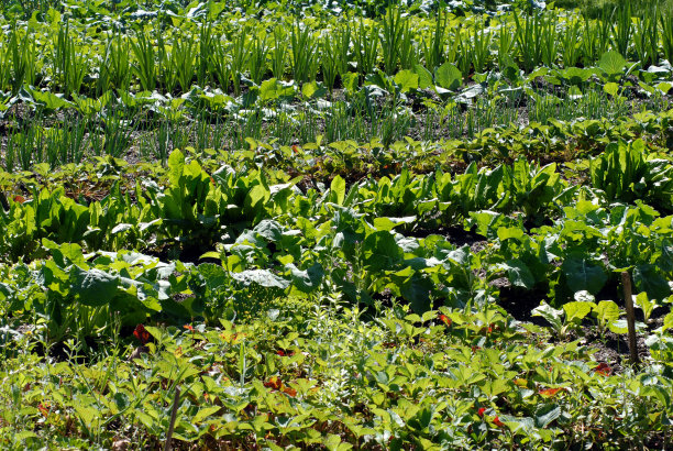 在菜园里图片下载