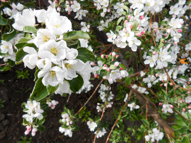 苹果树开满了叶子图片下载
