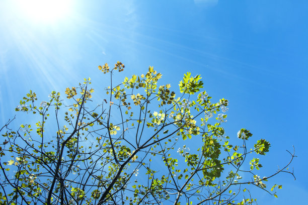 树在秋天图片下载