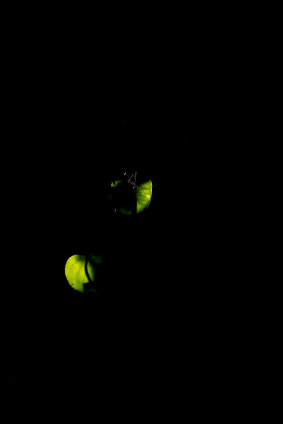 黑暗中的光图片下载